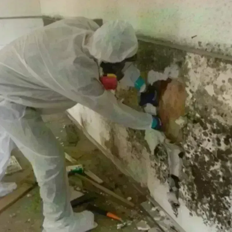 Mold Remediation and Removal in Chevy Chase, MD